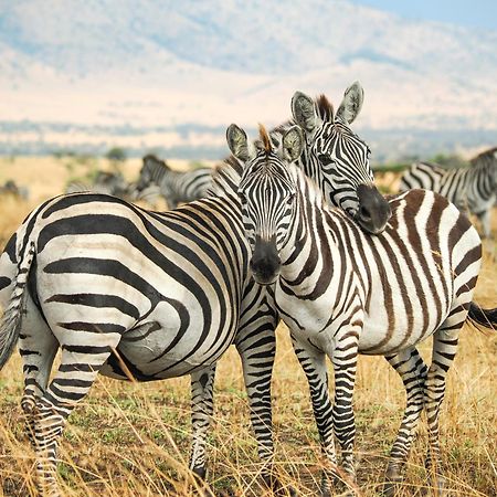 Lake Natron Maasai Giraffe Eco Lodge And Camping Mtowabaga Екстериор снимка