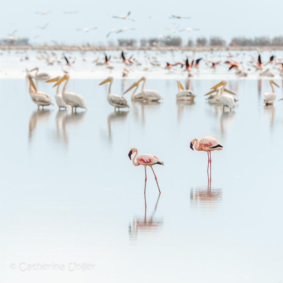 Lake Natron Maasai Giraffe Eco Lodge And Camping Mtowabaga Екстериор снимка
