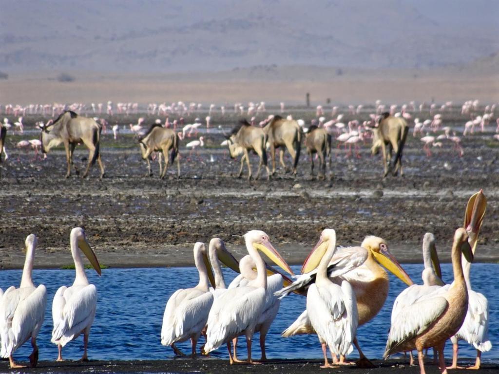 Lake Natron Maasai Giraffe Eco Lodge And Camping Mtowabaga Екстериор снимка