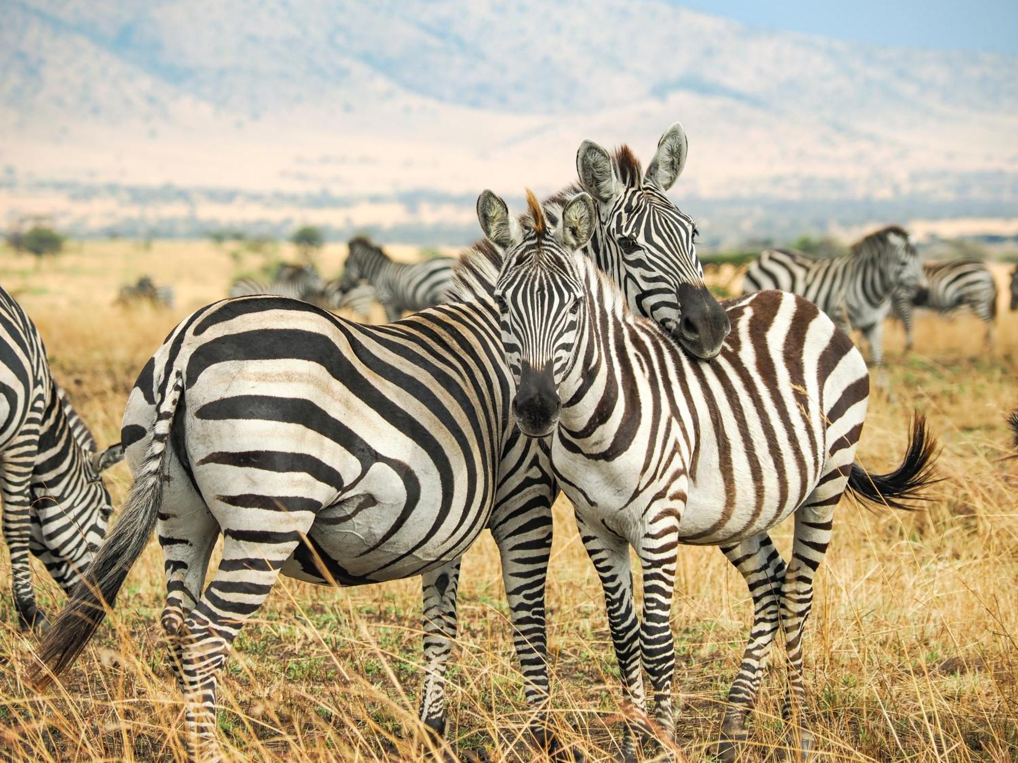 Lake Natron Maasai Giraffe Eco Lodge And Camping Mtowabaga Екстериор снимка